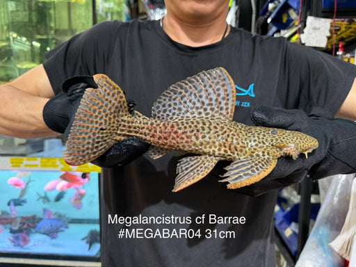 * Pleco *  Megalancistrus cf Barrae #MEGABAR04 31cm (Actual piece)