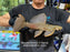 * Pleco *  Megalancistrus cf Barrae #MEGABAR04 31cm (Actual piece)