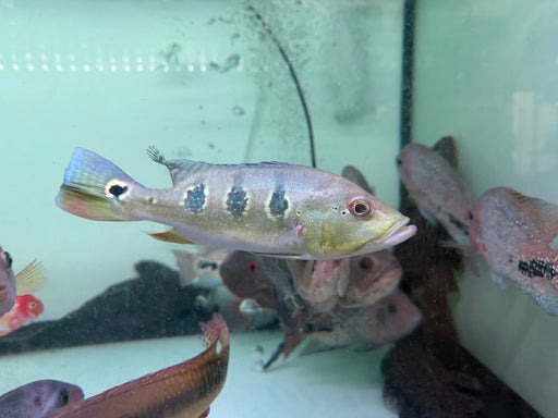 * Cichlid * Cichla Orinocensis (Orino Peacock Bass) 18-20cm