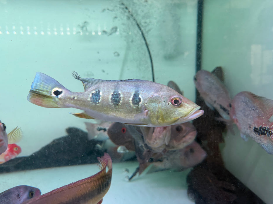 * Cichlid * Cichla Orinocensis (Orino Peacock Bass) 18-20cm