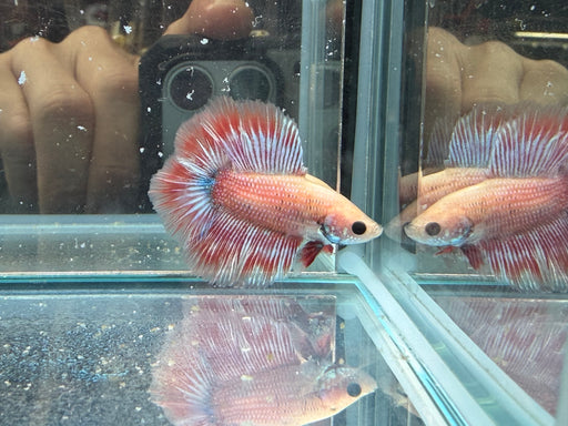 * Betta * Junior DTHM Doubletail Halfmoon (Actual Fish) #29