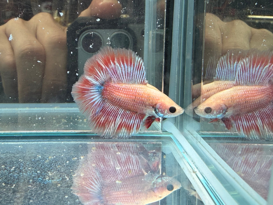 * Betta * Junior DTHM Doubletail Halfmoon (Actual Fish) #29