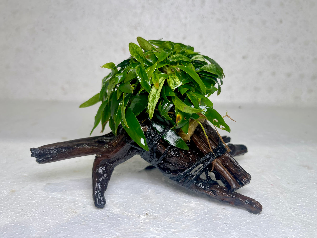 * Plants* Anubias Glabra Bonsai #03