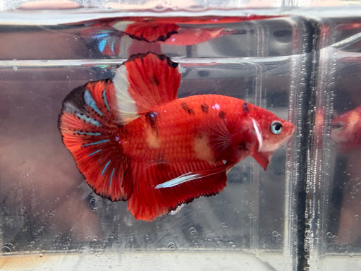 * Betta * HMPK (Actual Fish) #10