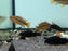 * Cichlids *  Apistogramma Viejita “Red Neck” (Pair)