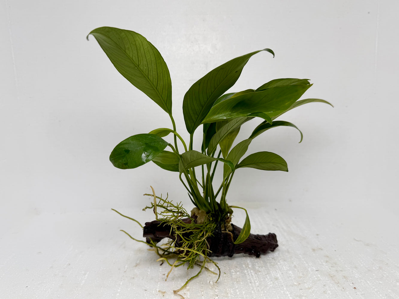 * Plants* Anubias Nana On Spiderwood #50