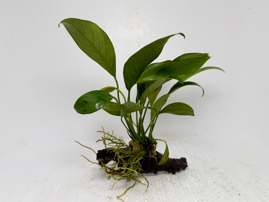* Plants* Anubias Nana On Spiderwood #50