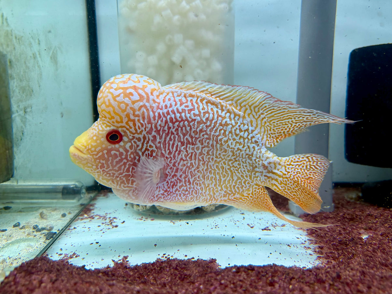 * Cichlids * Gold-based Kamfa Flowerhorn 18-20cm