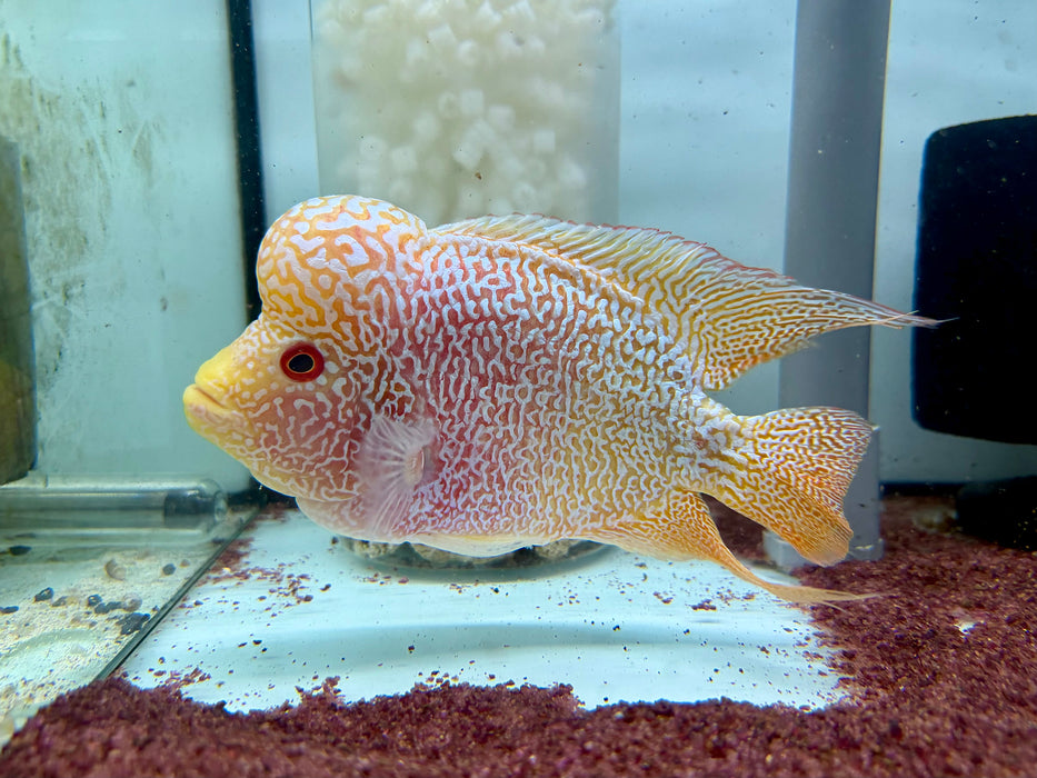 * Cichlids * Gold-based Kamfa Flowerhorn 18-20cm