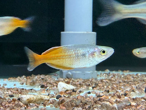 * Tetra/Barb  * Melanotaenia boesemani Red (German Bred)