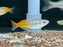 * Tetra/Barb  * Melanotaenia boesemani Red (German Bred)