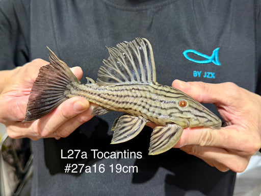 * Pleco *  Panaque armbrusteri (L27a Tocantins) 19cm #27a16 (Actual piece)