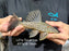 * Pleco *  Panaque armbrusteri (L27a Tocantins) 19cm #27a16 (Actual piece)
