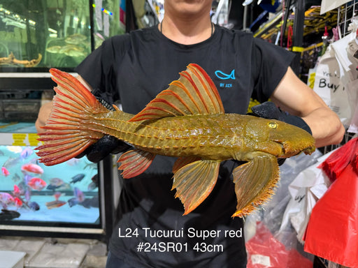 * Pleco *  Pseudacanthicus pitanga L24 Tucurui Super Red #24SR01 43cm (Actual piece)