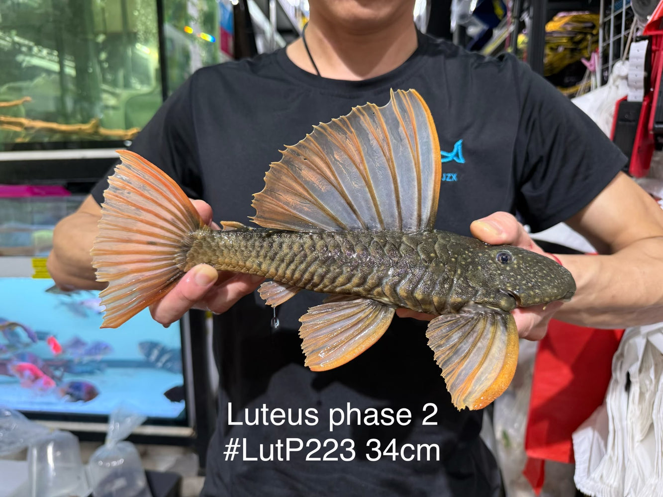 * Pleco *  Hypostomus Luteus phase 2 34cm #LUTP223 (Actual Piece)