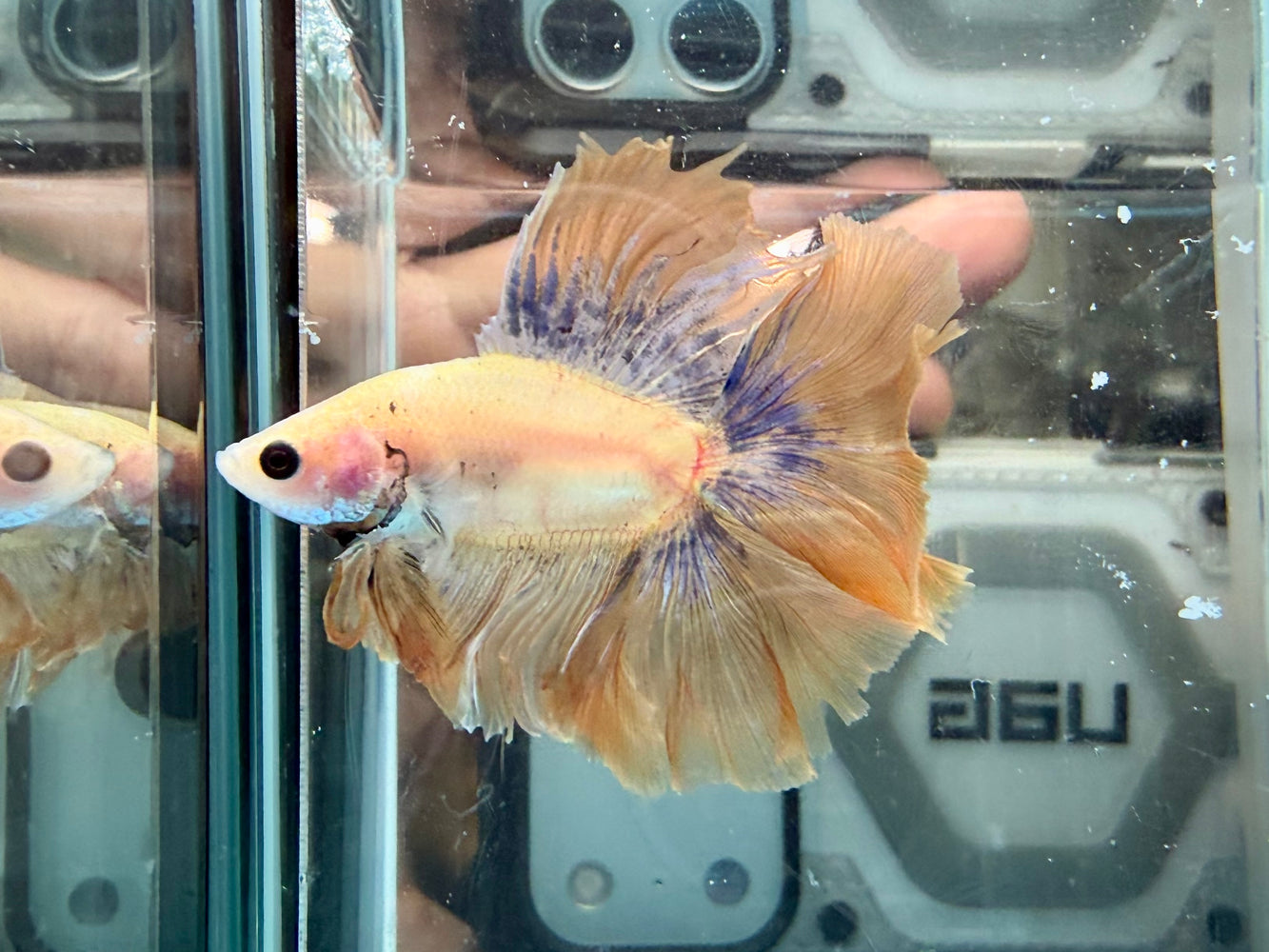 * Betta * DTHM Doubletail Halfmoon (Actual Fish) #61