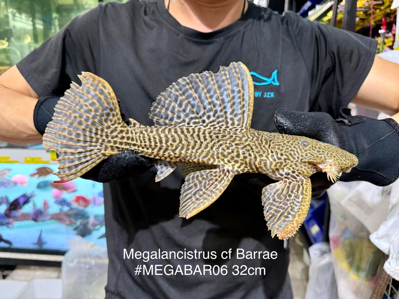 * Pleco *  Megalancistrus cf Barrae #MEGABAR06 32cm (Actual piece)
