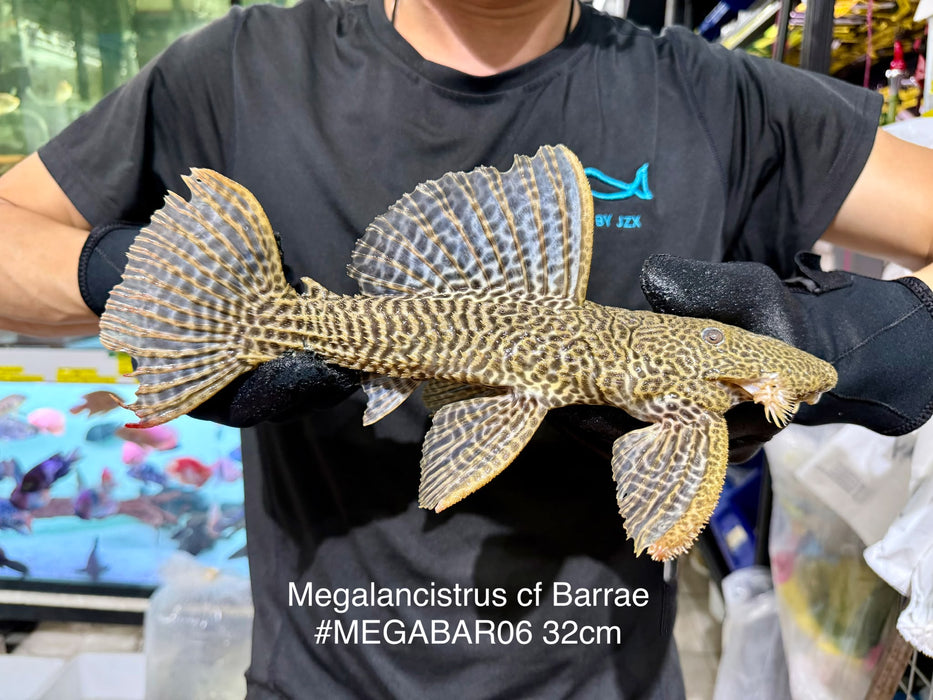 * Pleco *  Megalancistrus cf Barrae #MEGABAR06 32cm (Actual piece)
