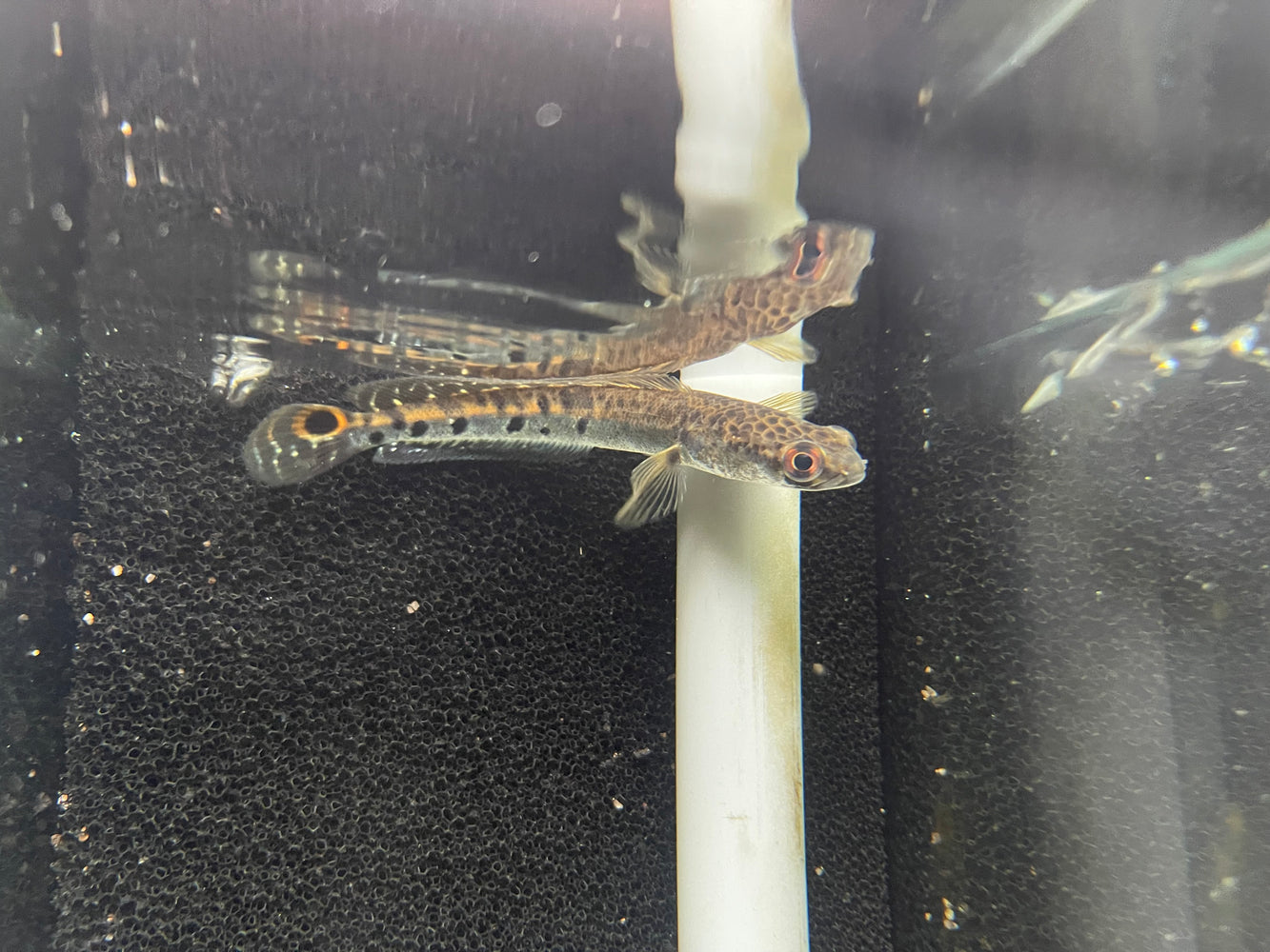 * Channa * Channa marulius 10-12cm