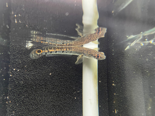 * Channa * Channa marulius 10-12cm