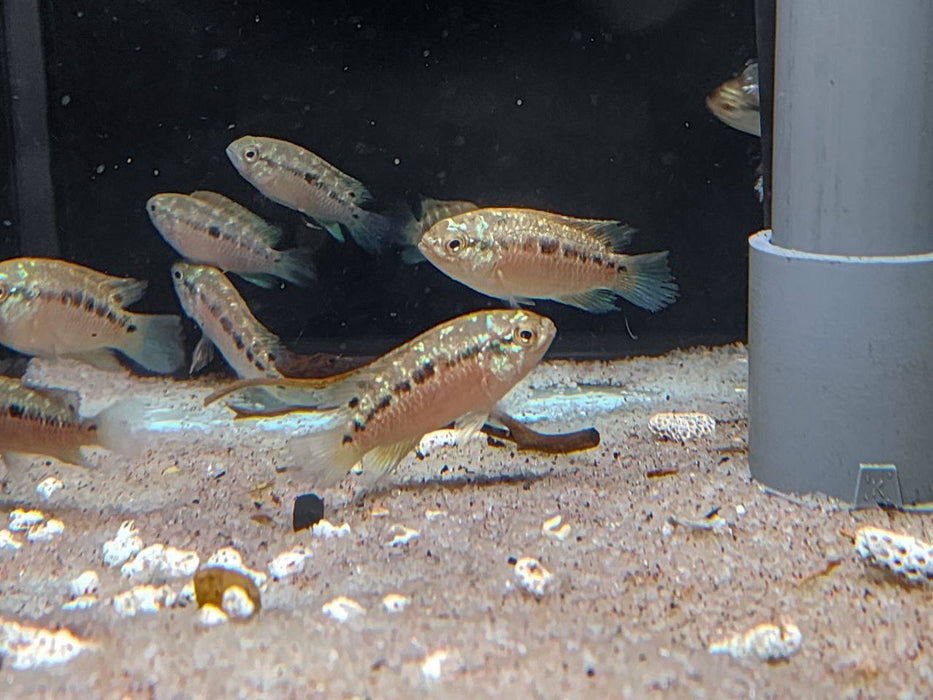 * Cichlids * Ivanacara bimaculata *RARE* 4-6cm
