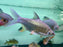 * Other Species * Barbonymus gonionotus (Javan Lemon Barb)