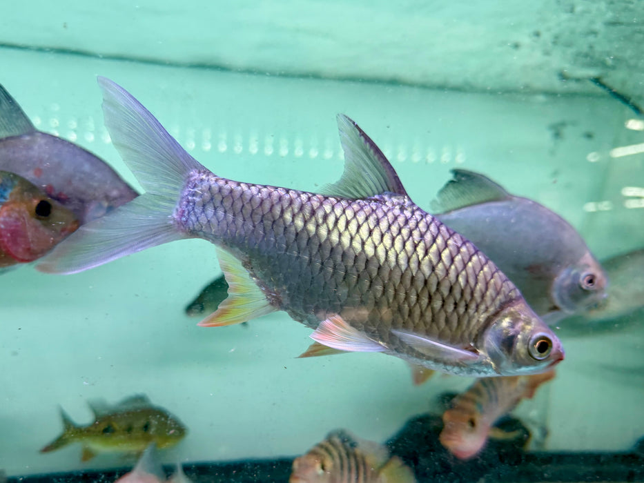 * Other Species * Barbonymus gonionotus (Javan Lemon Barb)