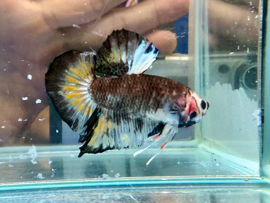 * Betta * HMPK (Actual Fish) #83