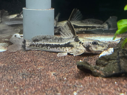 * Catfish *  Goeldiella eques 8-10cm