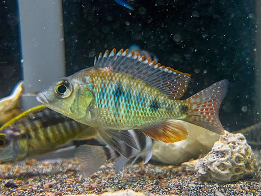 * Cichlids * Otopharynx tetrastigma 8cm