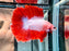 * Betta * DTHM Doubletail Halfmoon (Actual Fish) #62