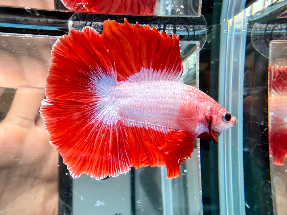 * Betta * DTHM Doubletail Halfmoon (Actual Fish) #62