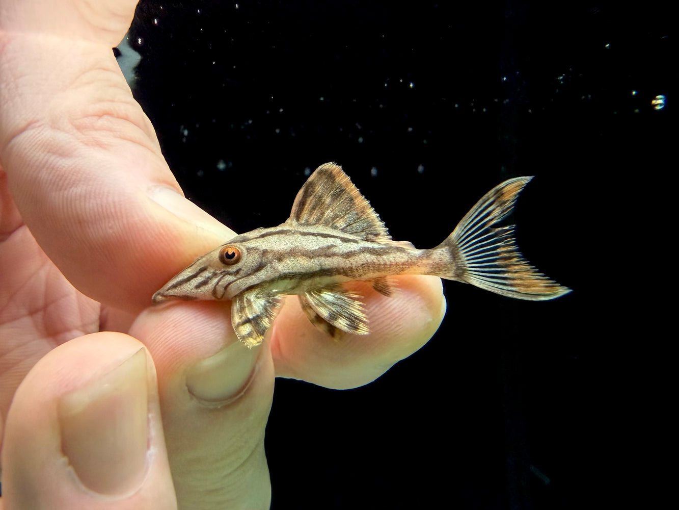 * Pleco * Panaque nigrolineatus (L190) 4-6cm
