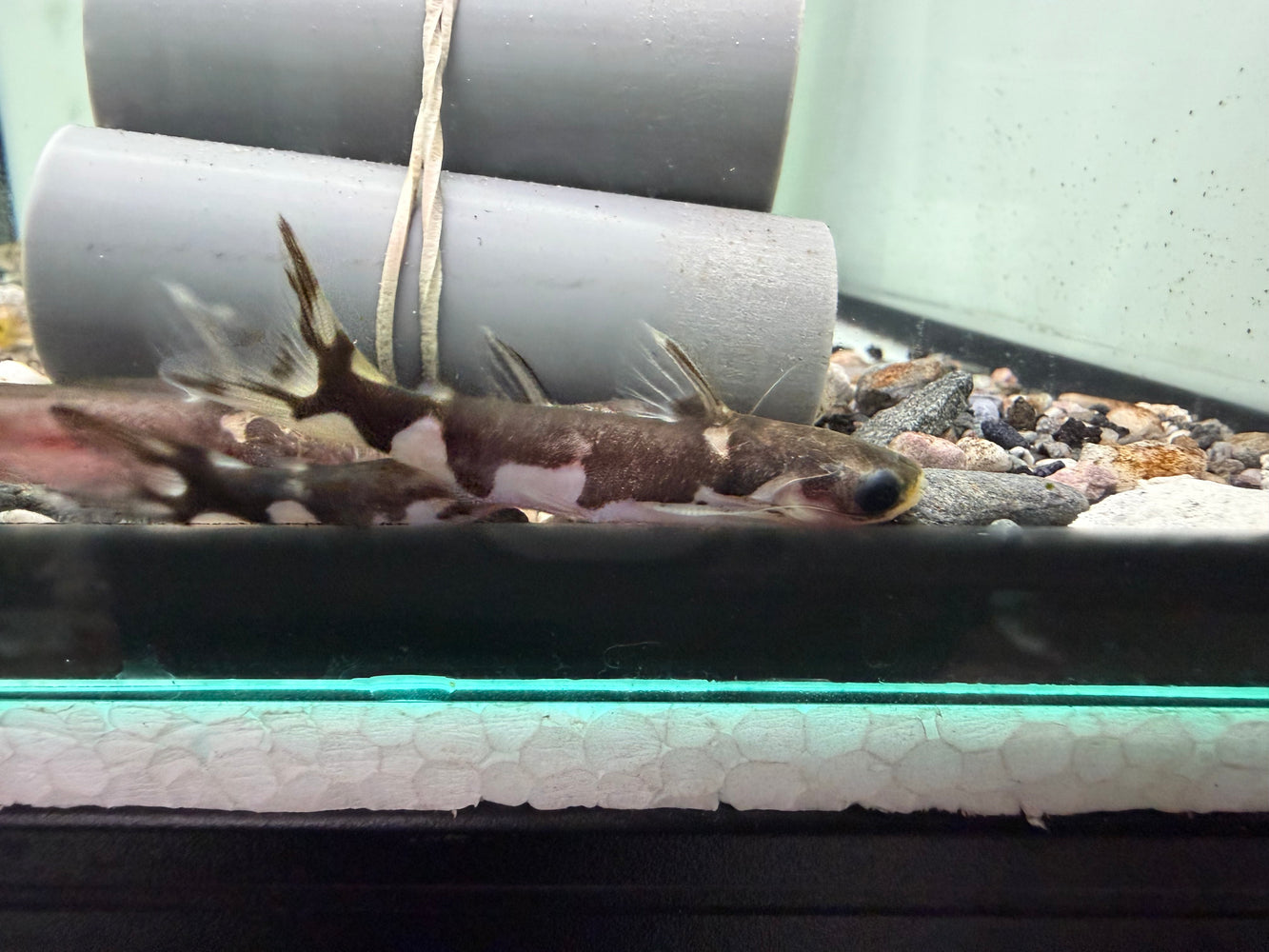 * Catfish * Centromochlus Orca 5-7cm