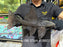 * Pleco * Pseudacanthicus Major L186 (37cm) #18602 (Actual Piece)