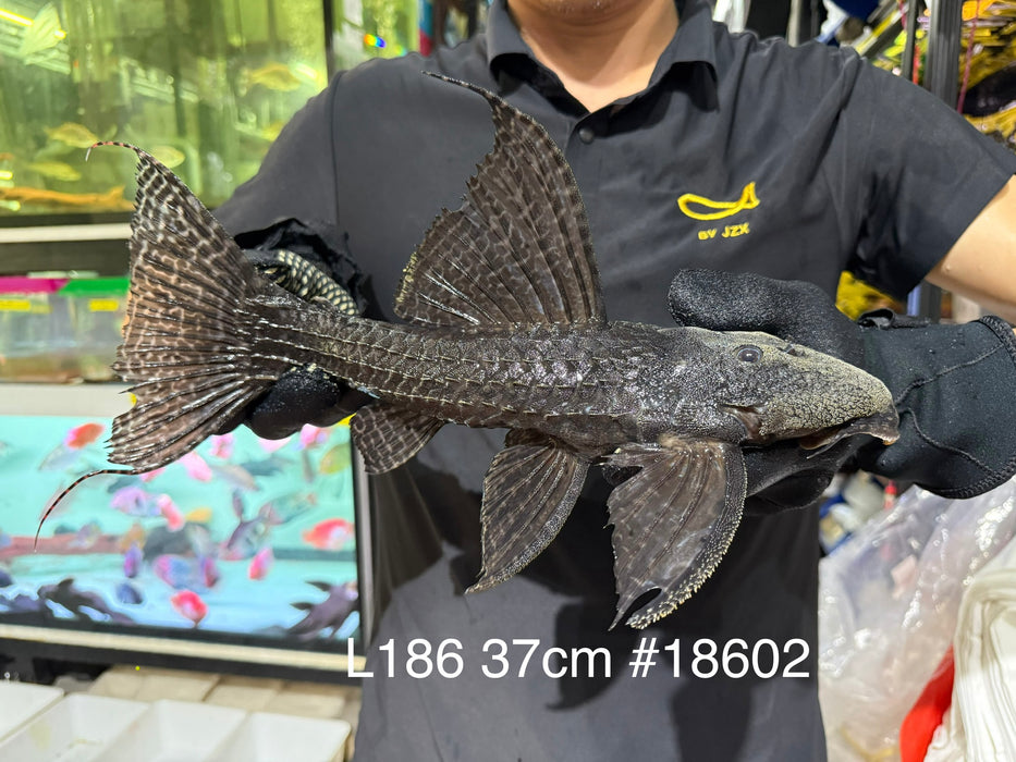 * Pleco * Pseudacanthicus Major L186 (37cm) #18602 (Actual Piece)