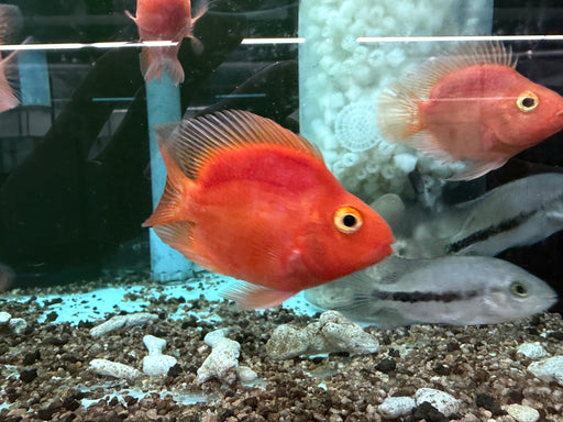 * Cichlids * Purple Blood Red Parrot Cichlid