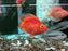* Cichlids * Purple Blood Red Parrot Cichlid