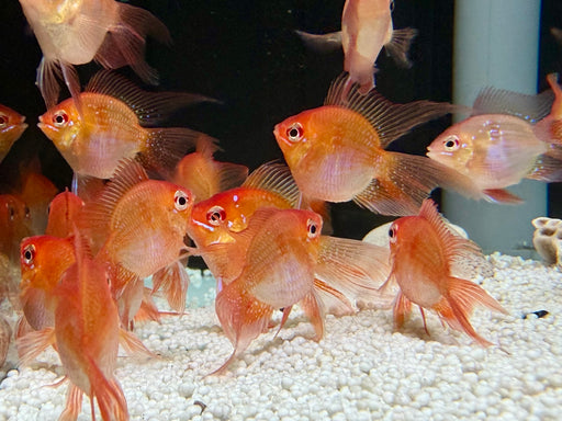 * Cichlids * Mikrogeophagus Ramirezi "Balloon Veiltail” (Balloon Veiltail Ram)