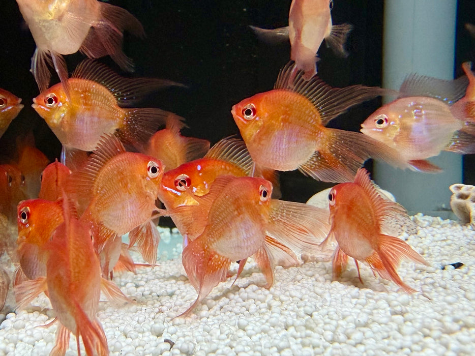 * Cichlids * Mikrogeophagus Ramirezi "Balloon Veiltail” (Balloon Veiltail Ram)