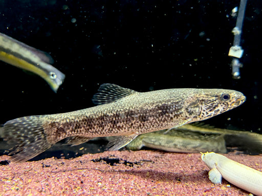 * Other Species * Hoplias Lacerdae “Santa Catarina” 17-20cm