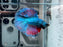 * Betta * Junior DTHM Doubletail Halfmoon (Actual Fish) #25