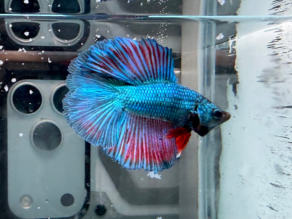 * Betta * Junior DTHM Doubletail Halfmoon (Actual Fish) #25