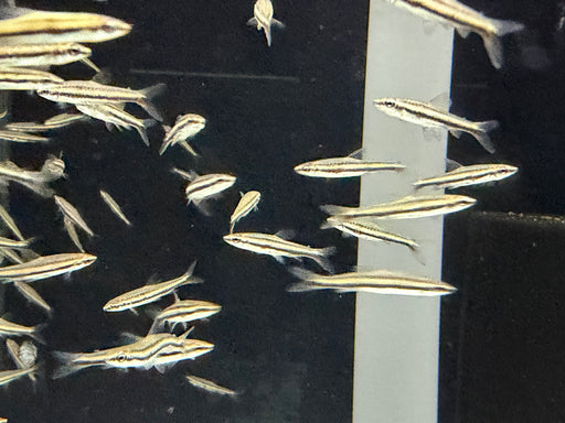 * Tetra  * Nannostomus marilynae (Green stripe pencil fish)