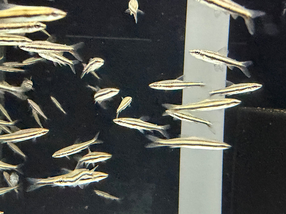 * Tetra  * Nannostomus marilynae (Green stripe pencil fish)