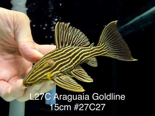 * Pleco *  Panaque armbrusteri (L27C Araguaia GOLDLINE) 15cm #27c27 (Actual piece)