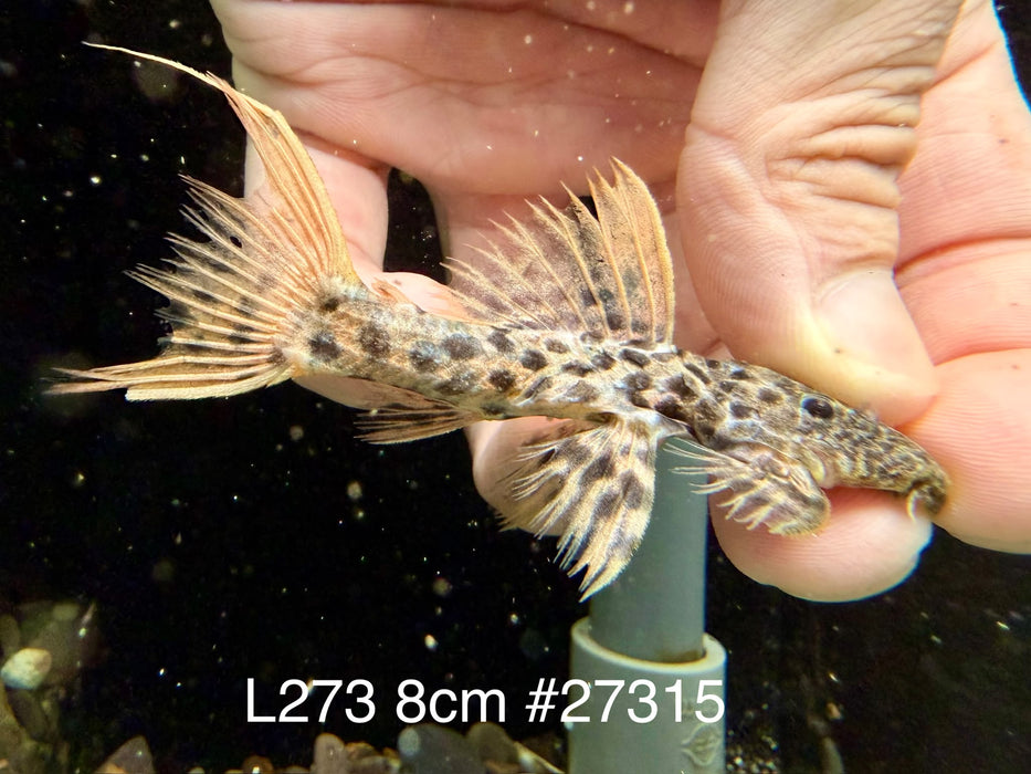 * Pleco * L273 Titanic Pleco 9cm #27315 (Actual piece)