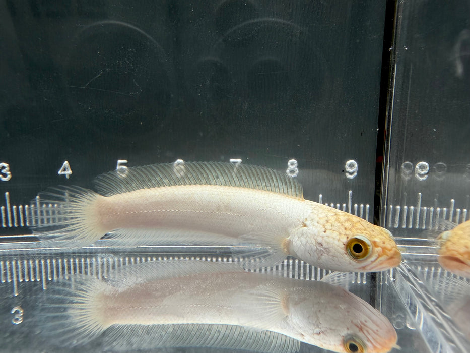 * Channa * Channa Asiatica Platinum 6-7cm