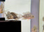 * Cichlid * Cribroheros longimanus “Rio Guayape”