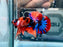 * Betta * HMPK (Actual Fish) #82